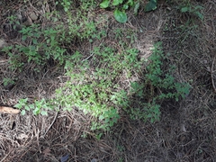 Parietaria debilis