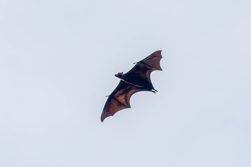 Great Flying Fox