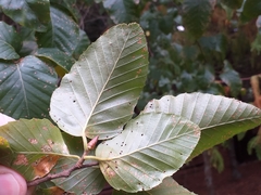 Nothofagus alessandrii