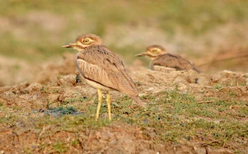 iNaturalist image
