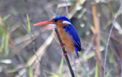 iNaturalist image