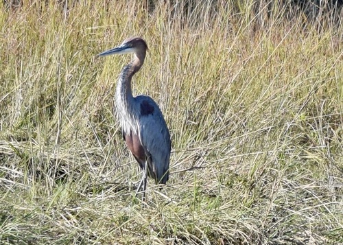iNaturalist: (c) John Bruin, some rights reserved (CC BY-NC), uploaded by John Bruin iNaturalist image
