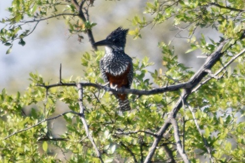 iNaturalist image