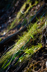 Oryzopsis asperifolia