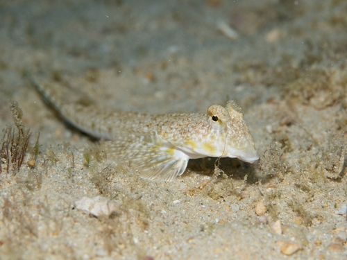 Callionymus decoratus observed 2026-01-19
