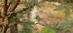 Mimosa tenuiflora