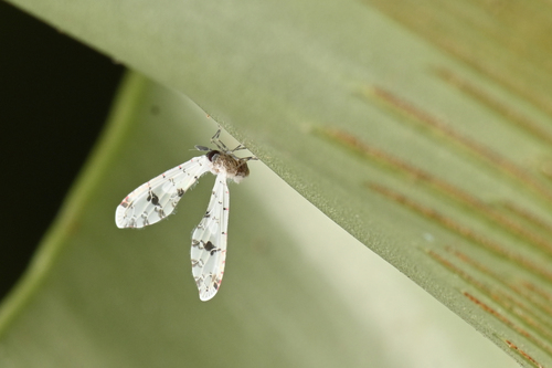Sikaiana makii observed 2026-07-09