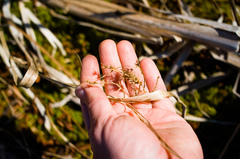 Carex comosa