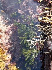 Caulerpa brownii