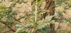 Mimosa tenuiflora