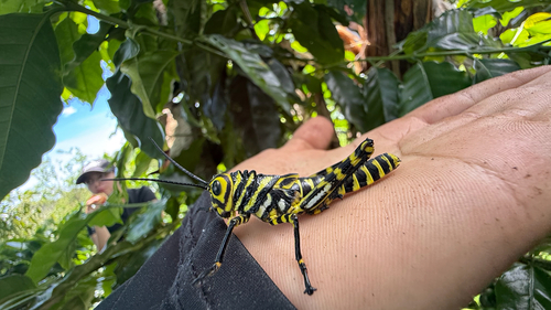 giant red-winged grasshopper