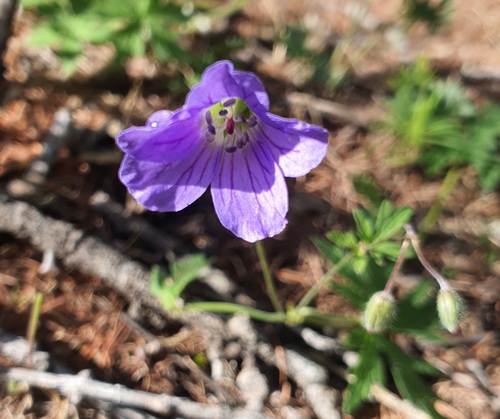 Geranium pseudosibiricum, photograph 4