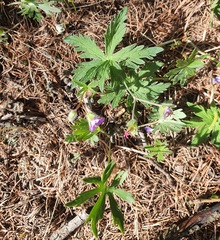 (c) Urgamal Magsar, some rights reserved (CC BY) Geranium pseudosibiricum, photograph (c) Urgamal Magsar, some rights reserved (CC BY)