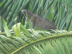 Iguana iguana