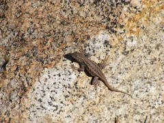Sceloporus graciosus gracilis