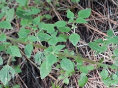 Parietaria debilis
