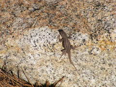 Sceloporus graciosus gracilis