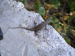 Sceloporus graciosus gracilis