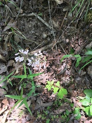 Penstemon laxiflorus