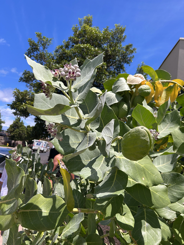 Calotropis procera observed 2026-07-09