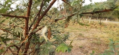 Mimosa tenuiflora