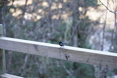 Periparus rubidiventris