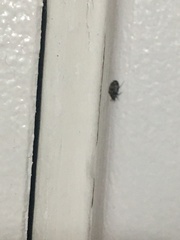 Coleoptera