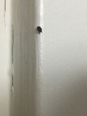 Coleoptera