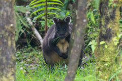 Calaby's Pademelon photo 3