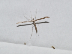 Hellinsia longifrons