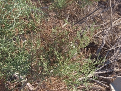 Allenrolfea occidentalis, photograph (c) Bob Miller, some rights reserved (CC BY)