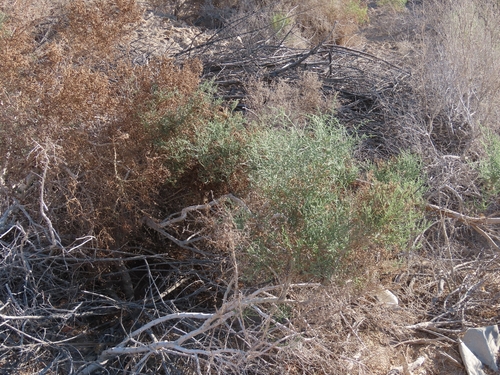 Allenrolfea occidentalis, photograph 5