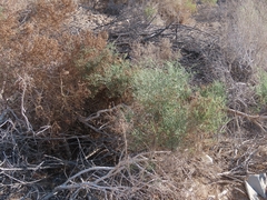 Allenrolfea occidentalis, photograph (c) Bob Miller, some rights reserved (CC BY)