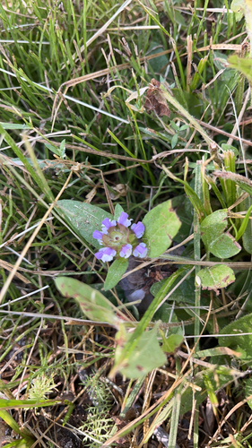 iNaturalist observation photo of common selfheal