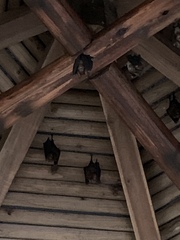 Hipposideros armiger terasensis