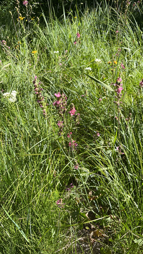 iNaturalist observation photo of Oregon Checker-mallow