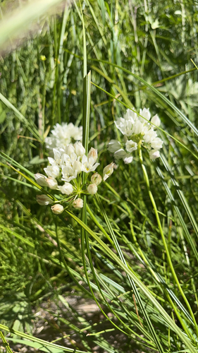 iNaturalist observation photo of white brodiaea
