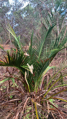 Macrozamia fraseri, photograph (c) Millie Brady, some rights reserved (CC BY)
