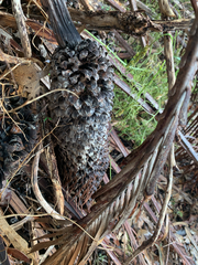 Macrozamia fraseri, photograph (c) Millie Brady, some rights reserved (CC BY)