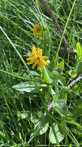 iNaturalist observation photo of hairy arnica