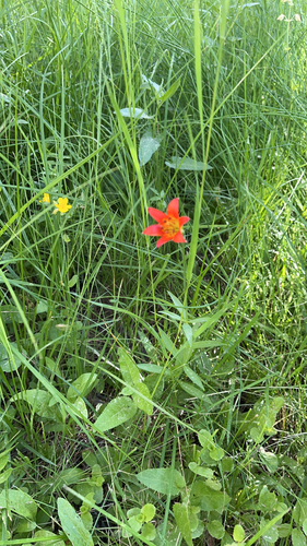 iNaturalist observation photo of Sierra Tiger Lily