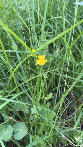 iNaturalist observation photo of Coralline Monkeyflower