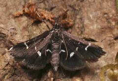 Diasemiodes nigralis