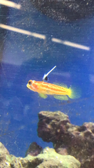 ヤシャハゼ