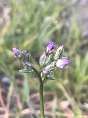 Saltugilia splendens