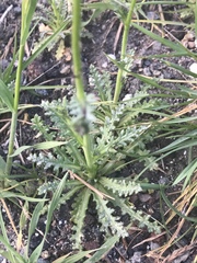 Saltugilia splendens