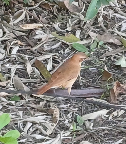 Rufous Hornero