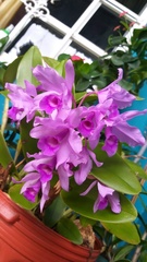 Guarianthe