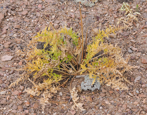 Balsamorhiza hookeri, 2026-07-03