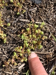 Claytonia rubra